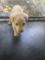 Blue, a male Labrador Retriever for sale in Lovelady, TX – 4 of 4