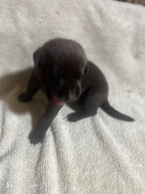 Red – Labrador Retriever puppy for sale in Lovelady, TX