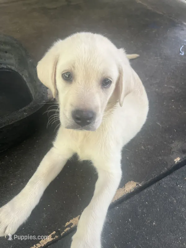 Black – Labrador Retriever puppy for sale in Lovelady, TX