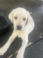Black, a male Labrador Retriever for sale in Lovelady, TX – 1 of 3