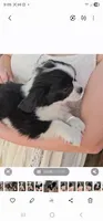 Louie, a male Cavalier King Charles Spaniel and Toy Australian Shepherd for sale in Paso Robles, CA – 3 of 4