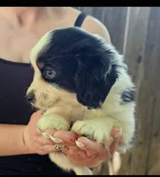 Davey, a male Cavalier King Charles Spaniel and Toy Australian Shepherd for sale in Paso Robles, CA – 3 of 5