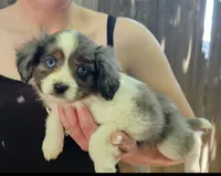 Darla, a female Cavalier King Charles Spaniel and Toy Australian Shepherd for sale in Paso Robles, CA – 5 of 5