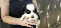 Charlie, a male Cavalier King Charles Spaniel and Toy Australian Shepherd for sale in Paso Robles, CA – 2 of 5