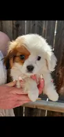 Karl, a male Cavalier King Charles Spaniel and Toy Australian Shepherd for sale in Paso Robles, CA – 2 of 5