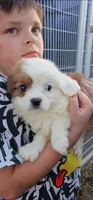Karl, a male Cavalier King Charles Spaniel and Toy Australian Shepherd for sale in Paso Robles, CA – 5 of 5