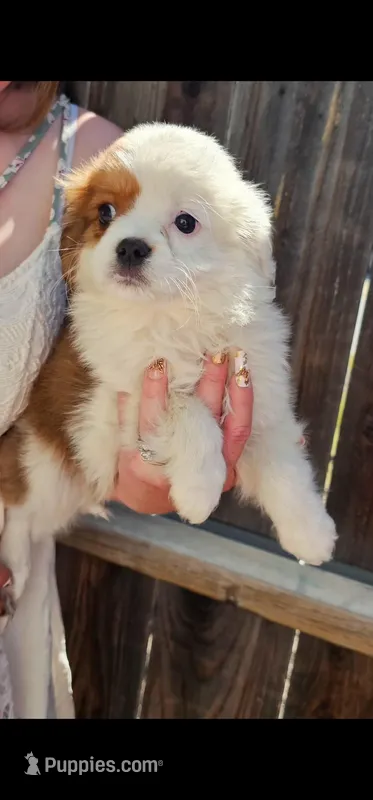 Karl – Cavalier King Charles Spaniel, Toy Australian Shepherd puppy for sale in Paso Robles, CA