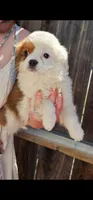 Karl, a male Cavalier King Charles Spaniel and Toy Australian Shepherd for sale in Paso Robles, CA – 1 of 5