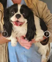 Karl, a male Cavalier King Charles Spaniel and Toy Australian Shepherd for sale in Paso Robles, CA – 3 of 5