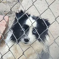 Karl, a male Cavalier King Charles Spaniel and Toy Australian Shepherd for sale in Paso Robles, CA – 4 of 5