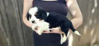 Charlie, a male Cavalier King Charles Spaniel and Toy Australian Shepherd for sale in Paso Robles, CA – 3 of 5