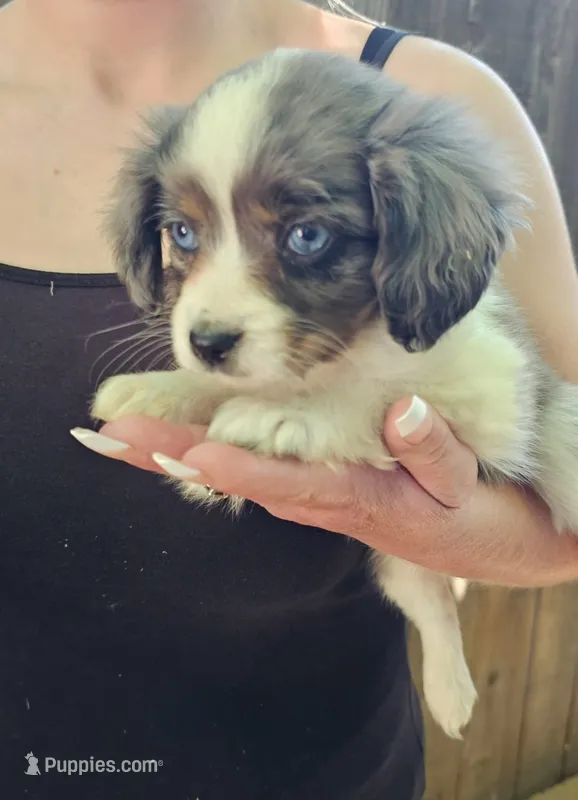 Darla – Cavalier King Charles Spaniel, Toy Australian Shepherd puppy for sale in Paso Robles, CA