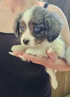 Darla, a female Cavalier King Charles Spaniel and Toy Australian Shepherd for sale in Paso Robles, CA – 1 of 5