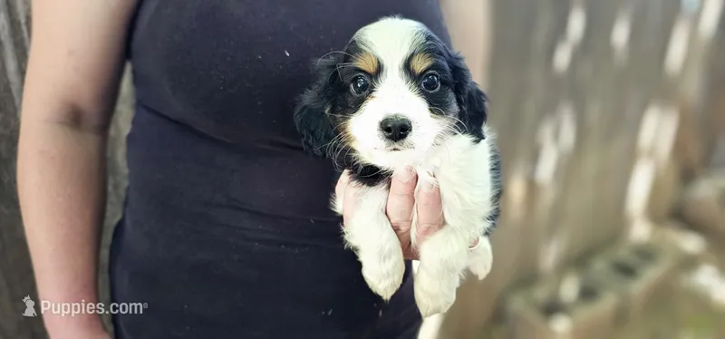 Tiny Lester – Cavalier King Charles Spaniel, Toy Australian Shepherd puppy for sale in Paso Robles, CA