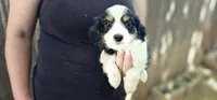 Lester, a male Cavalier King Charles Spaniel and Toy Australian Shepherd for sale in Paso Robles, CA – 3 of 6