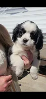 Savvy, a female Cavalier King Charles Spaniel and Toy Australian Shepherd for sale in Paso Robles, CA – 2 of 3