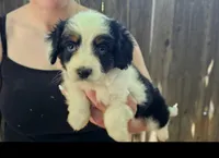 James, a male Cavalier King Charles Spaniel and Toy Australian Shepherd for sale in Paso Robles, CA – 2 of 4