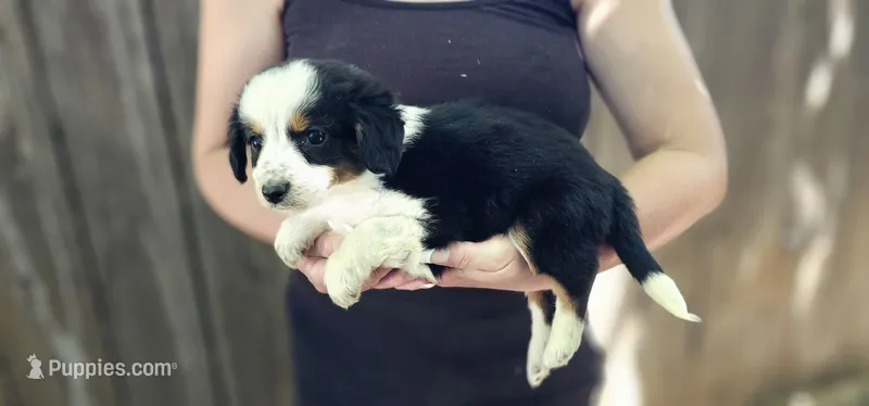 Charlie – Cavalier King Charles Spaniel, Toy Australian Shepherd puppy for sale in Paso Robles, CA