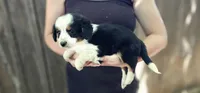 Charlie, a male Cavalier King Charles Spaniel and Toy Australian Shepherd for sale in Paso Robles, CA – 1 of 5