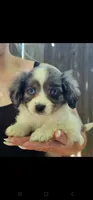 Darla, a female Cavalier King Charles Spaniel and Toy Australian Shepherd for sale in Paso Robles, CA – 4 of 5