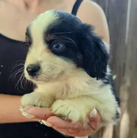 Davey, a male Cavalier King Charles Spaniel and Toy Australian Shepherd for sale in Paso Robles, CA – 4 of 5