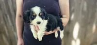 Lester, a male Cavalier King Charles Spaniel and Toy Australian Shepherd for sale in Paso Robles, CA – 5 of 6