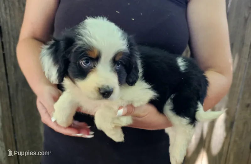 James – Cavalier King Charles Spaniel, Toy Australian Shepherd puppy for sale in Paso Robles, CA