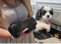 Savvy, a female Cavalier King Charles Spaniel and Toy Australian Shepherd for sale in Paso Robles, CA – 3 of 3