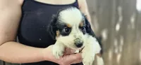 Charlie, a male Cavalier King Charles Spaniel and Toy Australian Shepherd for sale in Paso Robles, CA – 5 of 5