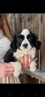 Danny hold, a male Cavalier King Charles Spaniel and Toy Australian Shepherd for sale in Paso Robles, CA – 2 of 7