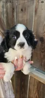 Danny hold, a male Cavalier King Charles Spaniel and Toy Australian Shepherd for sale in Paso Robles, CA – 6 of 7