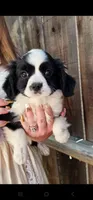 Danny hold, a male Cavalier King Charles Spaniel and Toy Australian Shepherd for sale in Paso Robles, CA – 1 of 7