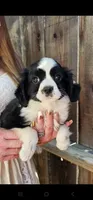 Danny hold, a male Cavalier King Charles Spaniel and Toy Australian Shepherd for sale in Paso Robles, CA – 4 of 7