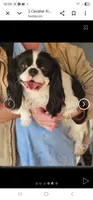 Danny hold, a male Cavalier King Charles Spaniel and Toy Australian Shepherd for sale in Paso Robles, CA – 5 of 7