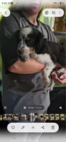 Charlie bear, a male Cavalier King Charles Spaniel and Toy Australian Shepherd for sale in Paso Robles, CA – 7 of 7