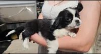 Louie, a male Cavalier King Charles Spaniel and Toy Australian Shepherd for sale in Paso Robles, CA – 4 of 4