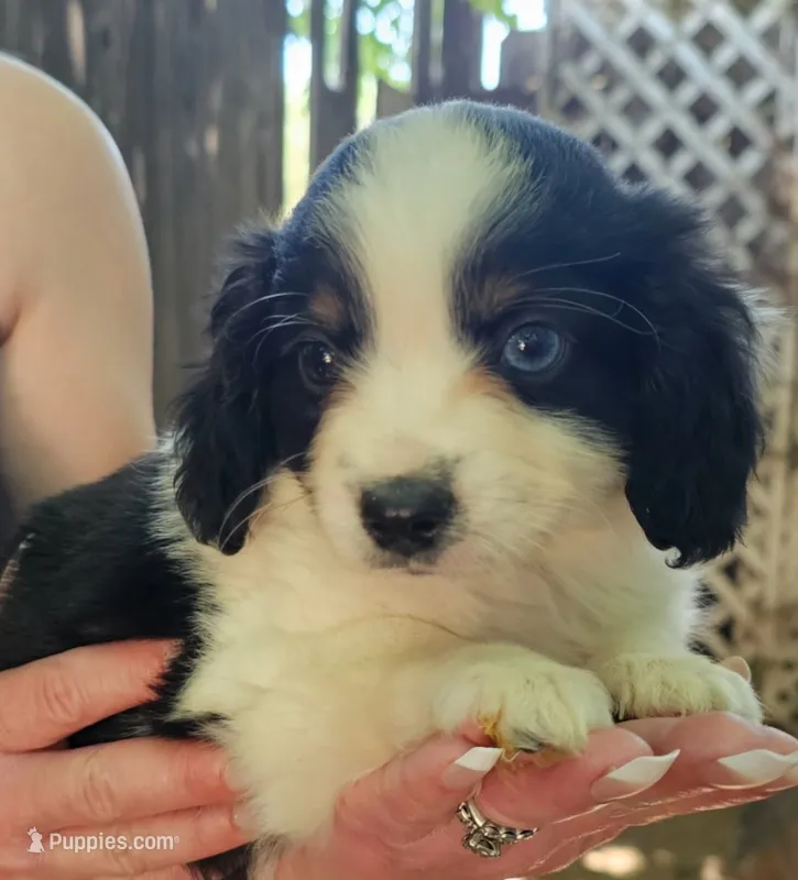 Davey – Cavalier King Charles Spaniel, Toy Australian Shepherd puppy for sale in Paso Robles, CA