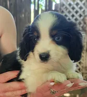 Davey, a male Cavalier King Charles Spaniel and Toy Australian Shepherd for sale in Paso Robles, CA – 1 of 5