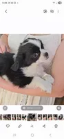 Louie, a male Cavalier King Charles Spaniel and Toy Australian Shepherd for sale in Paso Robles, CA – 2 of 4
