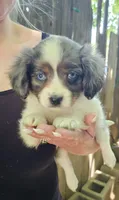 Darla, a female Cavalier King Charles Spaniel and Toy Australian Shepherd for sale in Paso Robles, CA – 3 of 5