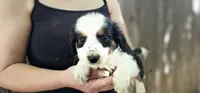 Charlie, a male Cavalier King Charles Spaniel and Toy Australian Shepherd for sale in Paso Robles, CA – 4 of 5