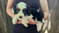 James, a male Cavalier King Charles Spaniel and Toy Australian Shepherd for sale in Paso Robles, CA – 3 of 4