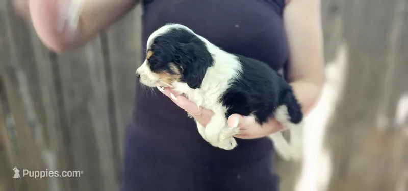 Lester – Cavalier King Charles Spaniel, Toy Australian Shepherd puppy for sale in Paso Robles, CA