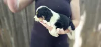 Lester, a male Cavalier King Charles Spaniel and Toy Australian Shepherd for sale in Paso Robles, CA – 1 of 6
