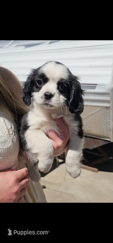 Savvy – Cavalier King Charles Spaniel, Toy Australian Shepherd puppy for sale in Paso Robles, CA