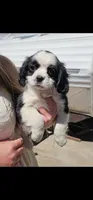 Savvy, a female Cavalier King Charles Spaniel and Toy Australian Shepherd for sale in Paso Robles, CA – 1 of 3