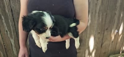 Lester, a male Cavalier King Charles Spaniel and Toy Australian Shepherd for sale in Paso Robles, CA – 6 of 6