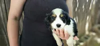 Lester, a male Cavalier King Charles Spaniel and Toy Australian Shepherd for sale in Paso Robles, CA – 4 of 6