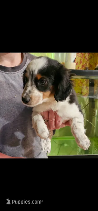 Charlie – Cavalier King Charles Spaniel, Toy Australian Shepherd puppy for sale in Paso Robles, CA