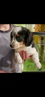 Charlie, a male Cavalier King Charles Spaniel and Toy Australian Shepherd for sale in Paso Robles, CA – 1 of 6